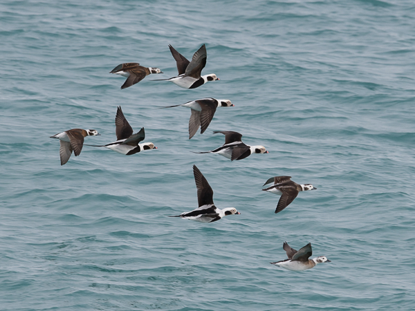 Alli, Long-tailed Duck, Clangula hyemalis
