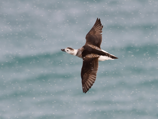 Alli, Long-tailed Duck, Clangula hyemalis