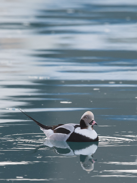 Alli, Long-tailed Duck, Clangula hyemalis