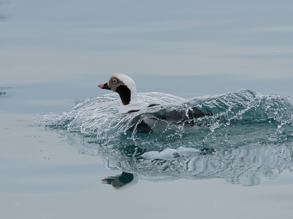 Alli, Long-tailed Duck, Clangula hyemalis
