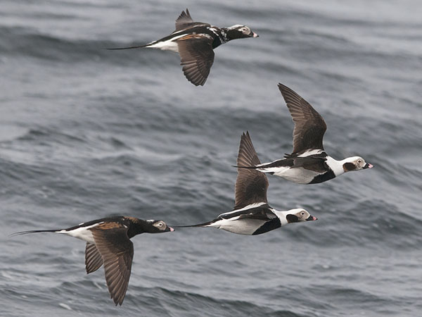 Alli, Long-tailed Duck, Clangula hyemalis
