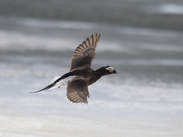 Alli, Long-tailed Duck, Clangula hyemalis