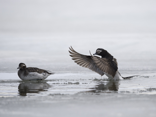 Alli, Long-tailed Duck, Clangula hyemalis