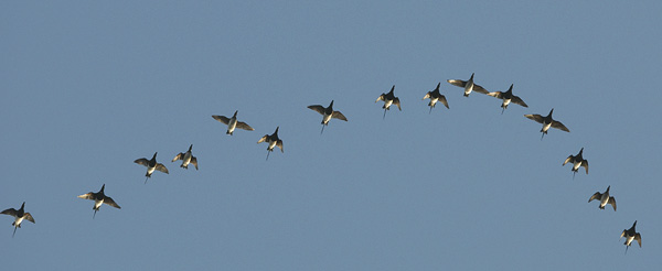 Alli, Long-tailed Duck, Clangula hyemalis
