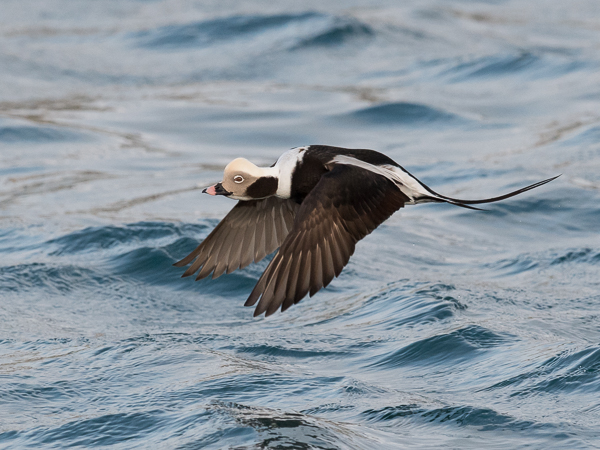 Alli, Long-tailed Duck, Clangula hyemalis