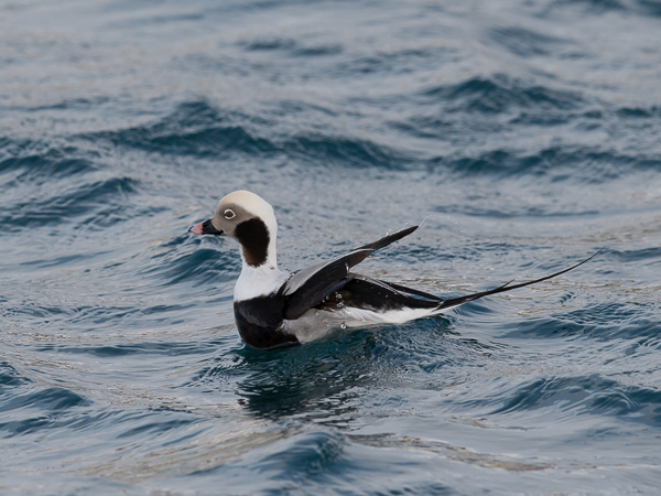 Alli, Long-tailed Duck, Clangula hyemalis