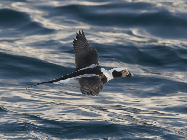 Alli, Long-tailed Duck, Clangula hyemalis