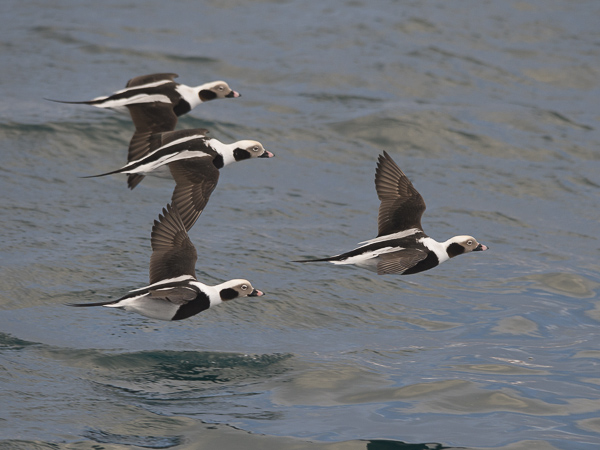 Alli, Long-tailed Duck, Clangula hyemalis
