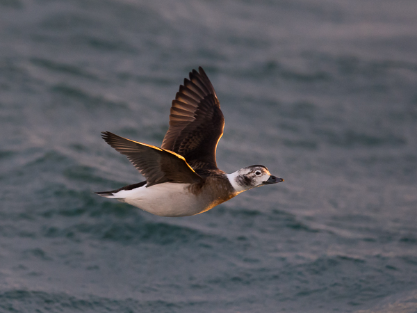 Alli, Long-tailed Duck, Clangula hyemalis