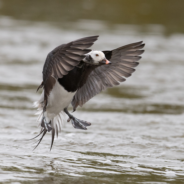Alli, Long-tailed Duck, Clangula hyemalis