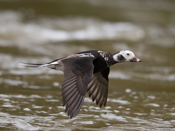 Alli, Long-tailed Duck, Clangula hyemalis