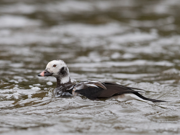 Alli, Long-tailed Duck, Clangula hyemalis