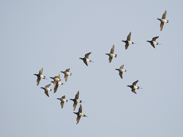 Alli, Long-tailed Duck, Clangula hyemalis