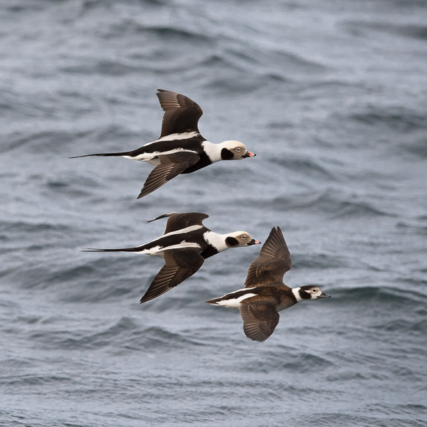 Alli, Long-tailed Duck, Clangula hyemalis