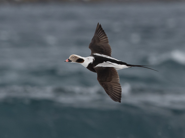 Alli, Long-tailed Duck, Clangula hyemalis