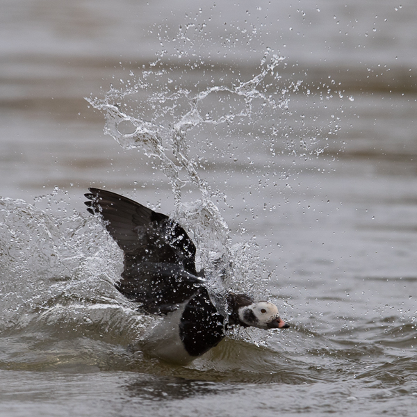 Alli, Long-tailed Duck, Clangula hyemalis
