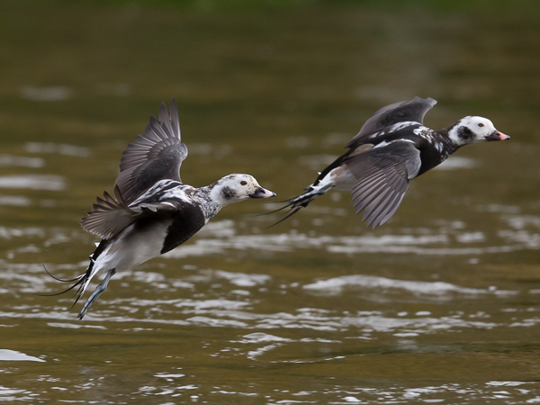 Alli, Long-tailed Duck, Clangula hyemalis