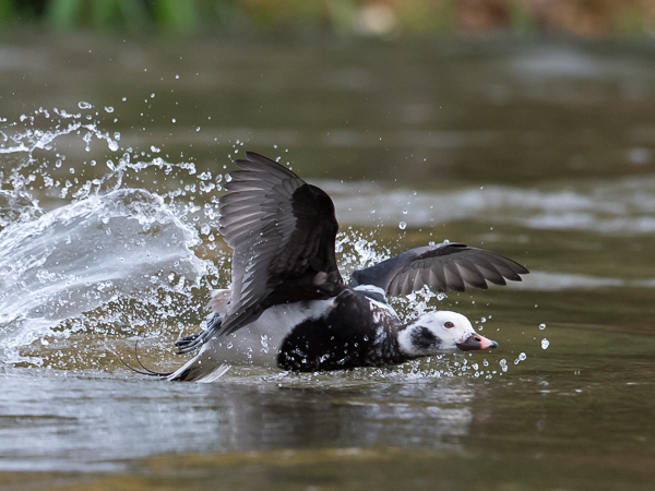 Alli, Long-tailed Duck, Clangula hyemalis
