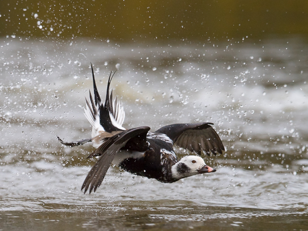 Alli, Long-tailed Duck, Clangula hyemalis