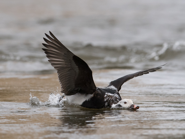Alli, Long-tailed Duck, Clangula hyemalis