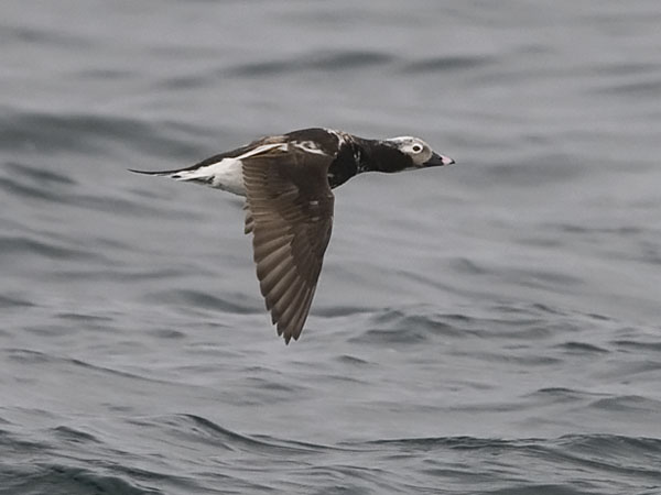 Alli, Long-tailed Duck, Clangula hyemalis