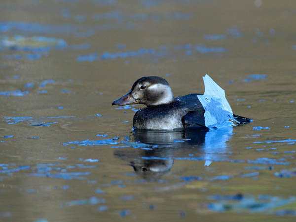 Alli, Long-tailed Duck, Clangula hyemalis