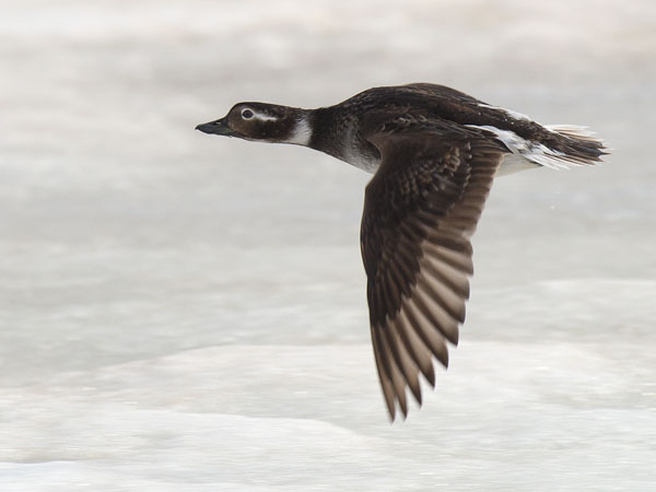 Alli, Long-tailed Duck, Clangula hyemalis