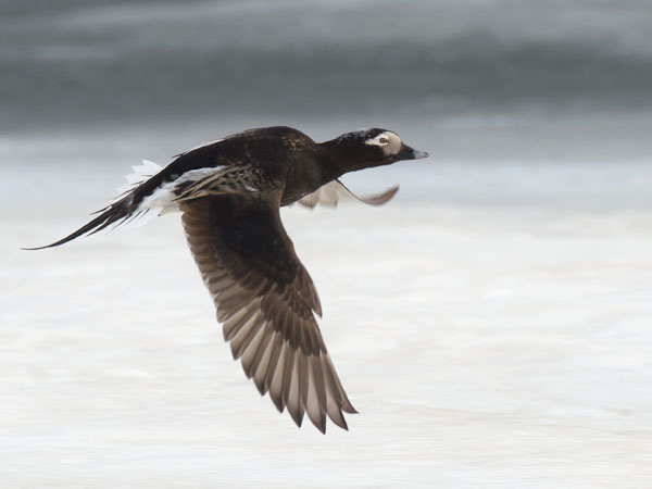Alli, Long-tailed Duck, Clangula hyemalis
