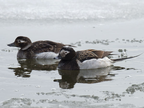 Alli, Long-tailed Duck, Clangula hyemalis