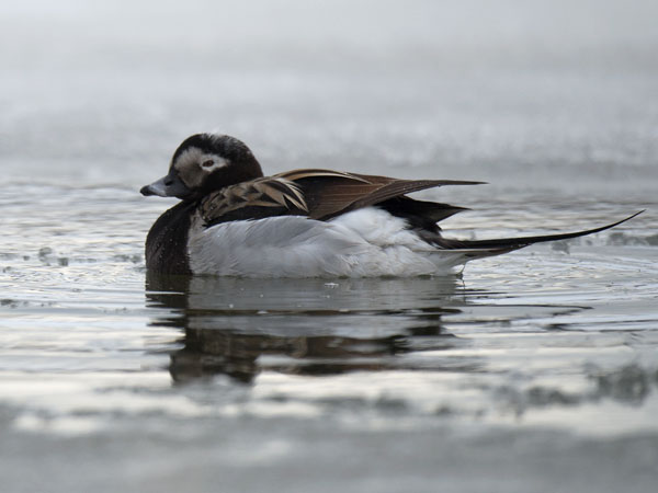 Alli, Long-tailed Duck, Clangula hyemalis