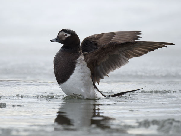 Alli, Long-tailed Duck, Clangula hyemalis