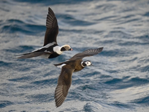 Alli, Long-tailed Duck, Clangula hyemalis