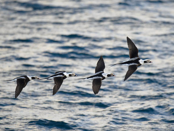 Alli, Long-tailed Duck, Clangula hyemalis