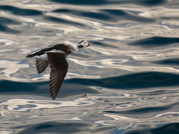 Alli, Long-tailed Duck, Clangula hyemalis