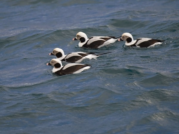 Alli, Long-tailed Duck, Clangula hyemalis