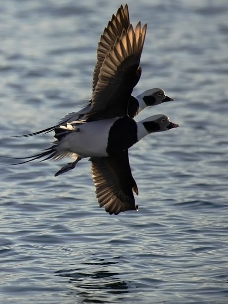 Alli, Long-tailed Duck, Clangula hyemalis