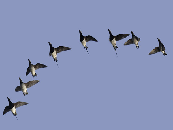 Alli, Long-tailed Duck, Clangula hyemalis
