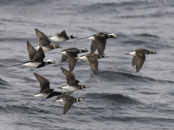 Alli, Long-tailed Duck, Clangula hyemalis