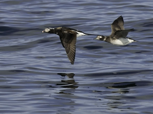 Alli, Long-tailed Duck, Clangula hyemalis