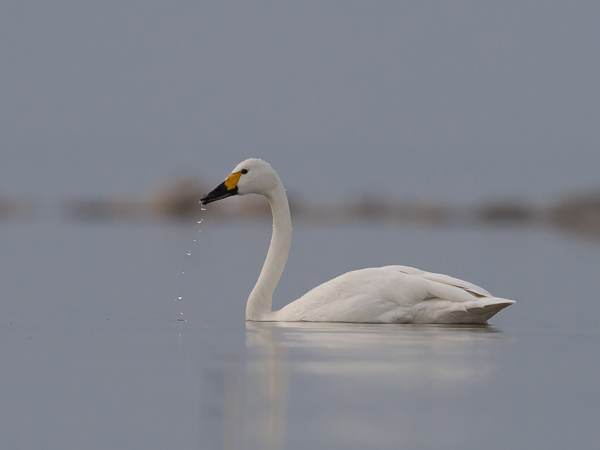 Pikkujoutsen, Tundra Swan, Cygnus columbianus