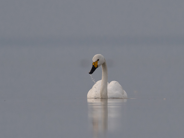 Pikkujoutsen, Tundra Swan, Cygnus columbianus