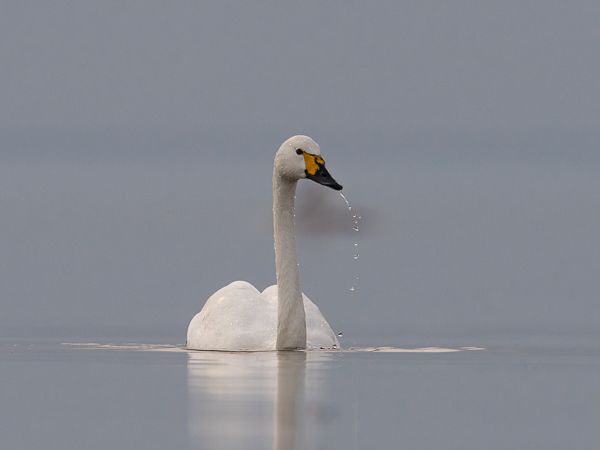 Pikkujoutsen, Tundra Swan, Cygnus columbianus