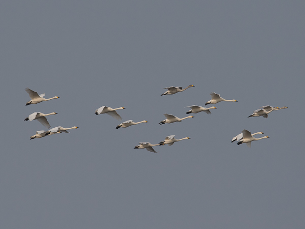 Pikkujoutsen, Tundra Swan, Cygnus columbianus
