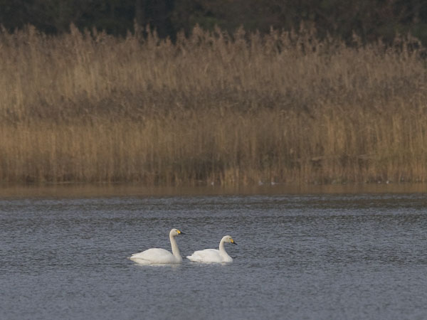Pikkujoutsen, Tundra Swan, Cygnus columbianus