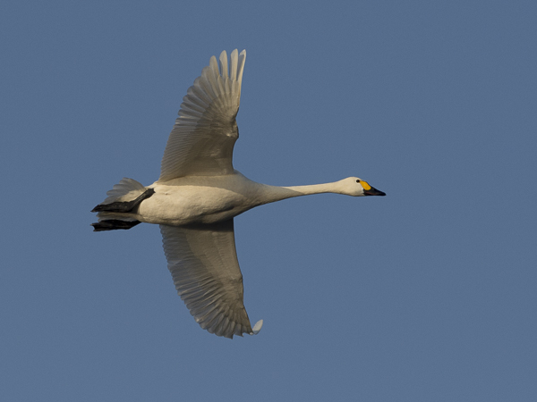 Pikkujoutsen, Tundra Swan, Cygnus columbianus