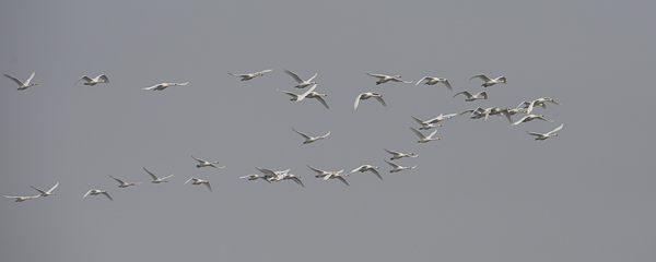 Pikkujoutsen, Tundra Swan, Cygnus columbianus