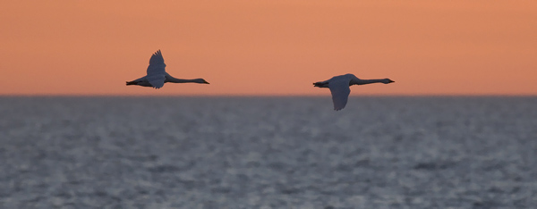 Pikkujoutsen, Tundra Swan, Cygnus columbianus