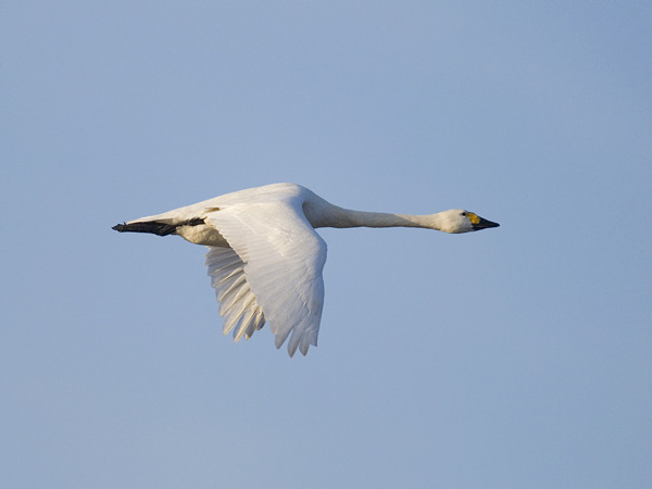 Pikkujoutsen, Tundra Swan, Cygnus columbianus