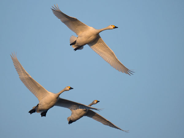 Pikkujoutsen, Tundra Swan, Cygnus columbianus