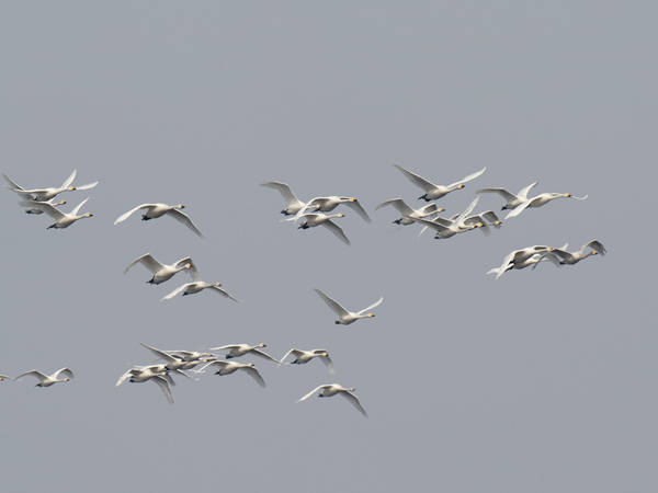 Pikkujoutsen, Tundra Swan, Cygnus columbianus